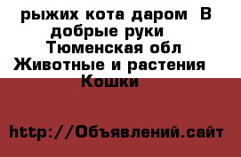 2 рыжих кота даром. В добрые руки. - Тюменская обл. Животные и растения » Кошки   